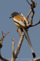 Strakaňa hájová - Dendrocitta vagabunda - Rufous Treepie