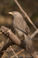 Timáliovec džungľový - Turdoides striata - Jungle Babbler
