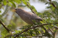 Timáliovec džungľový - Turdoides striata - Jungle Babbler