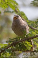 Timáliovec džungľový - Turdoides striata - Jungle Babbler