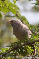 Timáliovec džungľový - Turdoides striata - Jungle Babbler