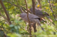 Timáliovec džungľový - Turdoides striata - Jungle Babbler