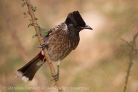 Bylbyl hnedý - Pycnonotus cafer - Red-vented Bulbul