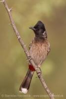 Bylbyl hnedý - Pycnonotus cafer - Red-vented Bulbul