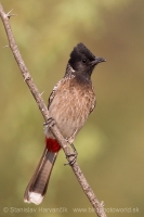 Bylbyl hnedý - Pycnonotus cafer - Red-vented Bulbul