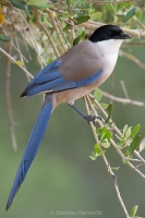 Straka modrá - Azure-winged Magpie