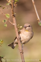 Skalník dutinový - Gymnoris xanthocollis - Chestnut-shouldered Petronia