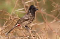 Bylbyl hnedý - Pycnonotus cafer - Red-vented Bulbul