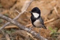 Sýkorka veľká - Parus major - Great Tit