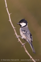 Sýkorka veľká - Parus major - Great Tit