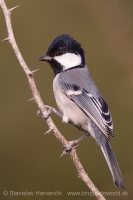 Sýkorka veľká - Parus major - Great Tit