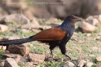 Ostrohár krovinový - Centropus (sinensis) parroti - Southern Coucal