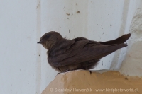Lastovička moriónová - Ptyonoprogne concolor - Dusky Crag Martin