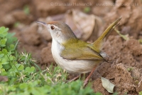 Krajčírik dlhochvostý - Orthotomus sutorius - Common Tailorbird