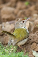 Krajčírik dlhochvostý - Orthotomus sutorius - Common Tailorbird