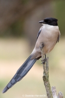 Straka modrá - Azure-winged Magpie