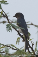 Drongo sivobruchý - Dicrurus caerulescens - White-bellied Drongo