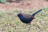 Šáma krovinová - Saxicoloides fulicatus - Indian Robin
