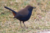 Šáma krovinová - Saxicoloides fulicatus - Indian Robin