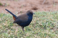 Šáma krovinová - Saxicoloides fulicatus - Indian Robin