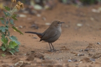 Šáma krovinová - Saxicoloides fulicatus - Indian Robin
