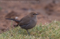 Šáma krovinová - Saxicoloides fulicatus - Indian Robin
