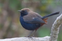 Šáma krovinová - Saxicoloides fulicatus - Indian Robin