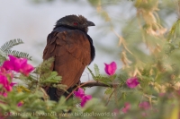 Ostrohár krovinový - Centropus (sinensis) parroti - Southern Coucal