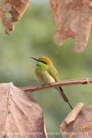 Včelárik východný - Merops orientalis - Green Bee-eater