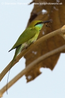 Včelárik východný - Merops orientalis - Green Bee-eater