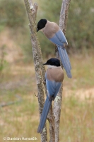 Straka modrá - Azure-winged Magpie