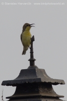 Nektárovka ligotavá - Cinnyris asiaticus - Purple Sunbird