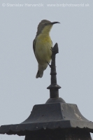 Nektárovka ligotavá - Cinnyris asiaticus - Purple Sunbird