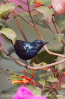 Nektárovka ligotavá - Cinnyris asiaticus - Purple Sunbird