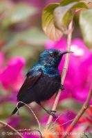 Nektárovka ligotavá - Cinnyris asiaticus - Purple Sunbird