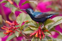Nektárovka ligotavá - Cinnyris asiaticus - Purple Sunbird