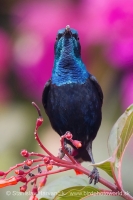Nektárovka ligotavá - Cinnyris asiaticus - Purple Sunbird