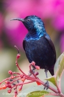 Nektárovka ligotavá - Cinnyris asiaticus - Purple Sunbird