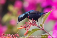 Nektárovka ligotavá - Cinnyris asiaticus - Purple Sunbird