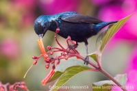 Nektárovka ligotavá - Cinnyris asiaticus - Purple Sunbird