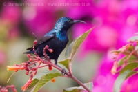 Nektárovka ligotavá - Cinnyris asiaticus - Purple Sunbird