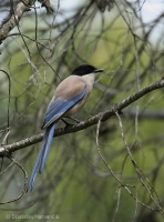 Straka modrá - Azure-winged Magpie