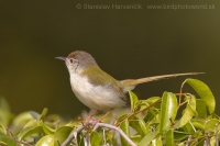 Krajčírik dlhochvostý - Orthotomus sutorius - Common Tailorbird