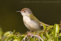 Krajčírik dlhochvostý - Orthotomus sutorius - Common Tailorbird