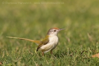 Krajčírik dlhochvostý - Orthotomus sutorius - Common Tailorbird