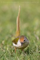 Krajčírik dlhochvostý - Orthotomus sutorius - Common Tailorbird
