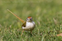 Krajčírik dlhochvostý - Orthotomus sutorius - Common Tailorbird