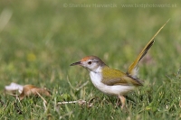 Krajčírik dlhochvostý - Orthotomus sutorius - Common Tailorbird