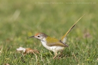 Krajčírik dlhochvostý - Orthotomus sutorius - Common Tailorbird