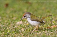 Krajčírik dlhochvostý - Orthotomus sutorius - Common Tailorbird
